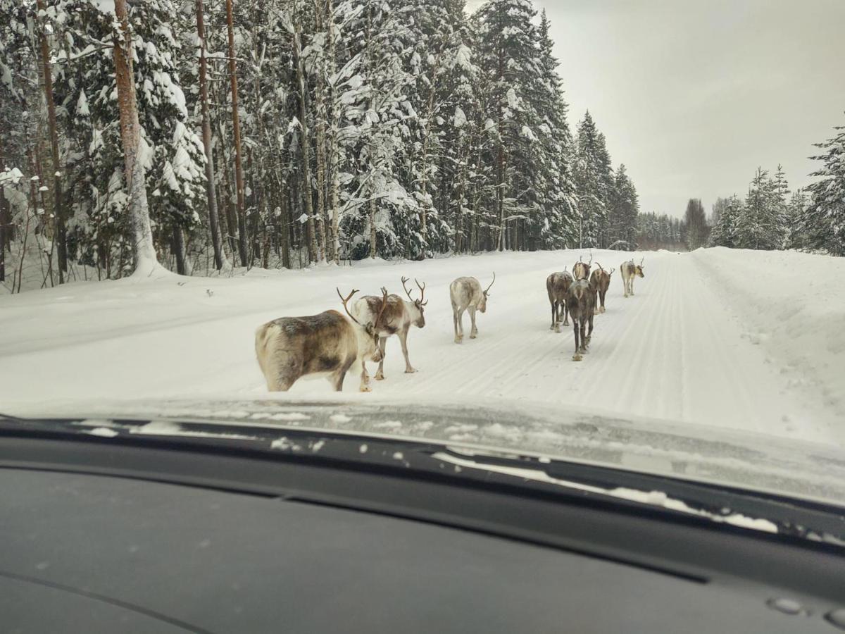 Lagomhuset - A Peaceful Holiday In Swedish Lapland Vidsel Exterior foto